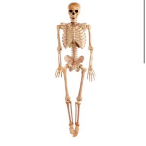 Halloween Realistic Skeleton Prop-1.6m