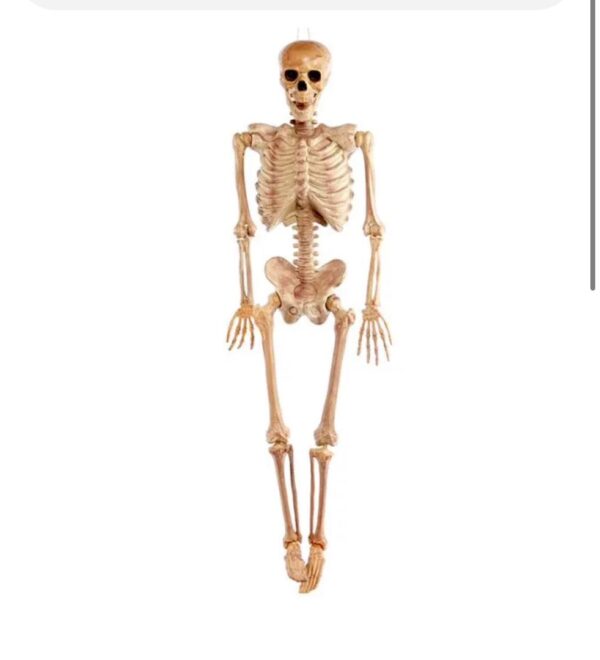 Halloween Realistic Skeleton Prop-1.6m