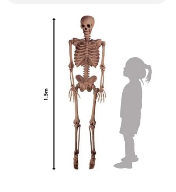 Halloween Realistic Skeleton Prop-1.6m - Image 2
